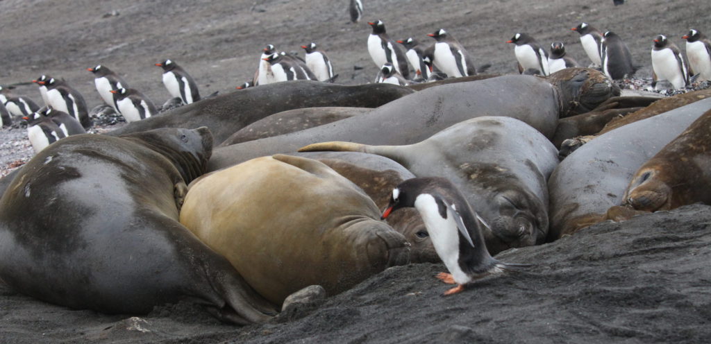 Antarctica Gentoo penguins and juvenile elephant seals