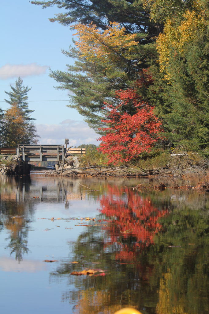 Maples changing