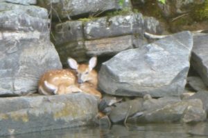 White tailed fawn safe place